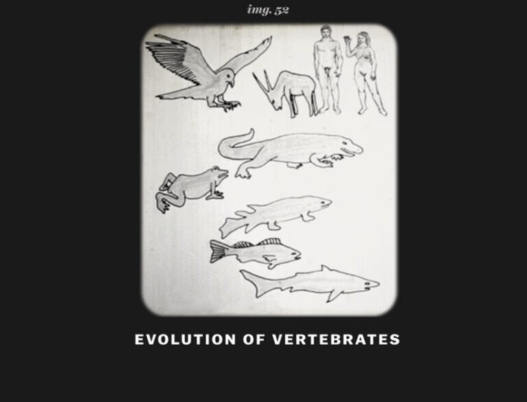 an illustration of the evolution of vertebrates