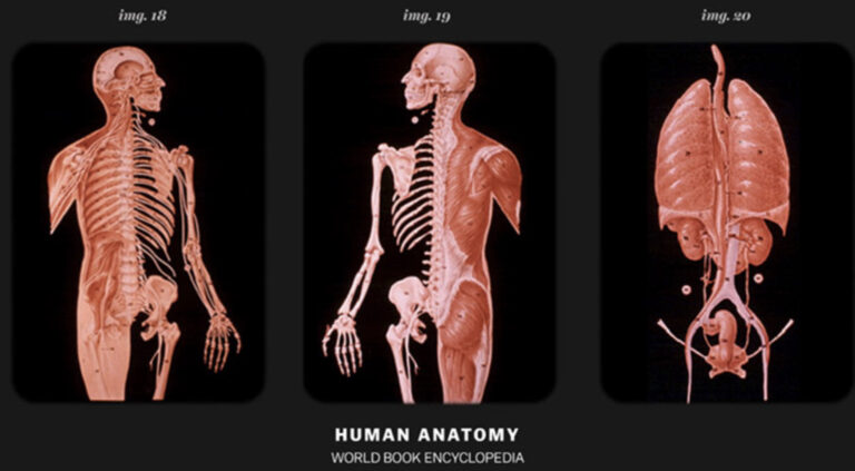 three pictures of human anatomy, showing muscles and bones, and a full organ system.